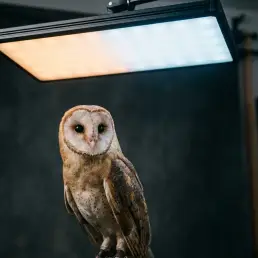 Barn owl perched in studio lighting with warm amber and cool daylight tones highlighting intricate feather textures against a dark background.