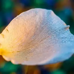 Macro close-up of a dewdrop-covered flower petal with warm amber and cool blue light gradient, shallow depth of field, jewel green and gold tones.